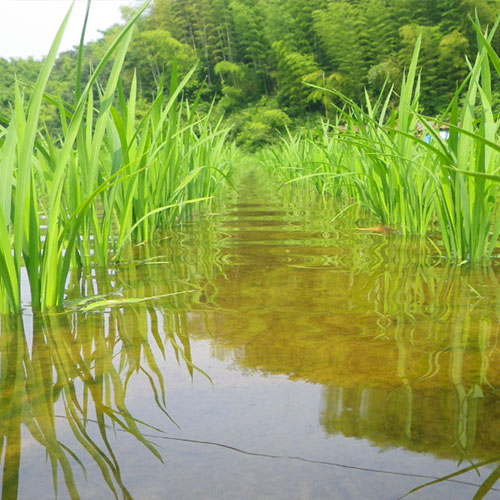 技術開発分野